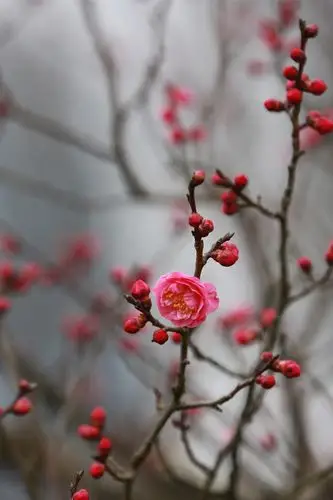 小区的青梅花,北公园的红梅含苞待放,春天离我们越来越近.