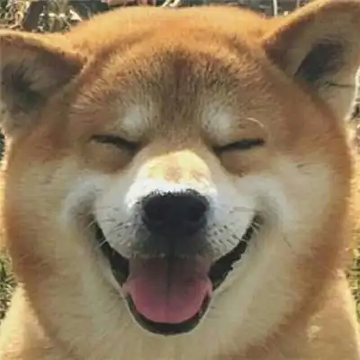 柴犬头像高清头像图片高清可爱的柴犬狗头像图片