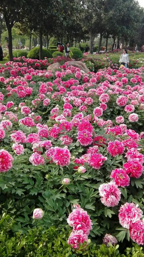 洛阳35届牡丹花会节