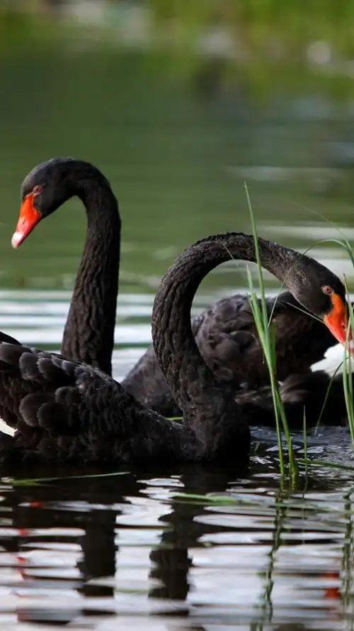 黑天鹅,草,池塘 iphone 壁纸