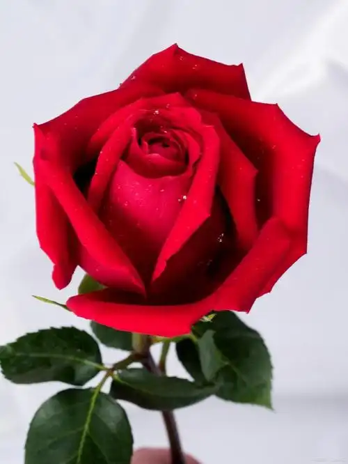 玫瑰花如何保鲜更长时间