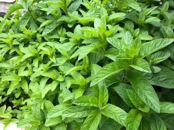 土薄荷:味道闻着不冲,有普通的薄荷青气,吃起来清凉,是生活中经常看