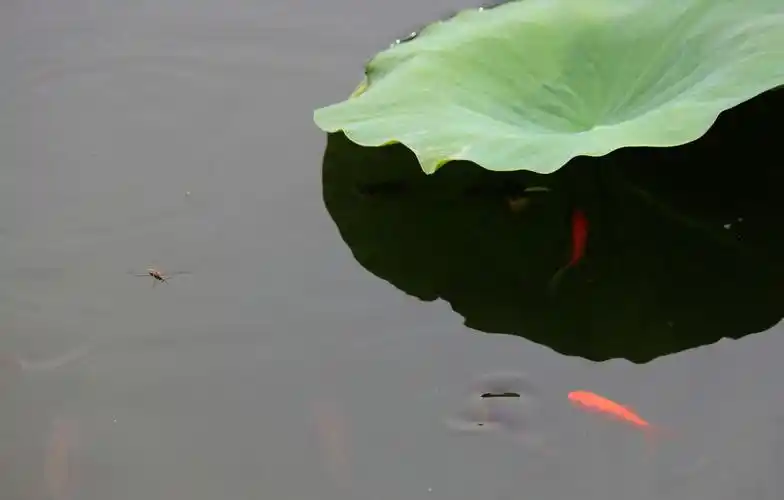 荷塘花韵【金鱼戏荷】