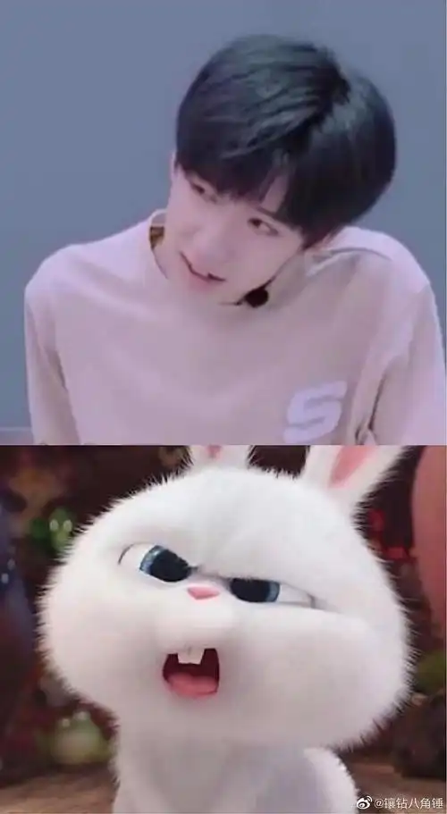 在十八楼发现了一只兔子取名贺峻霖