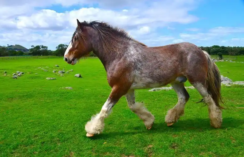 世界上最大的马:体型堪比大象,5吨重物拉着跑,为何不给人骑