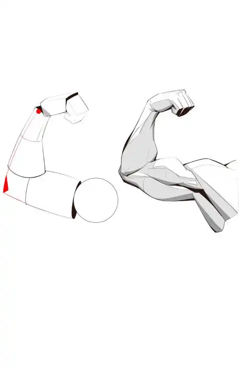 手臂肌肉结构怎么画?