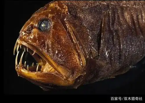 尖牙鱼 英文名:fangtooth(尖牙)或者