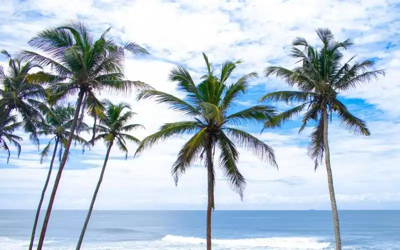 夏日海边椰子树风光,高清壁纸,风景图片-回车桌面
