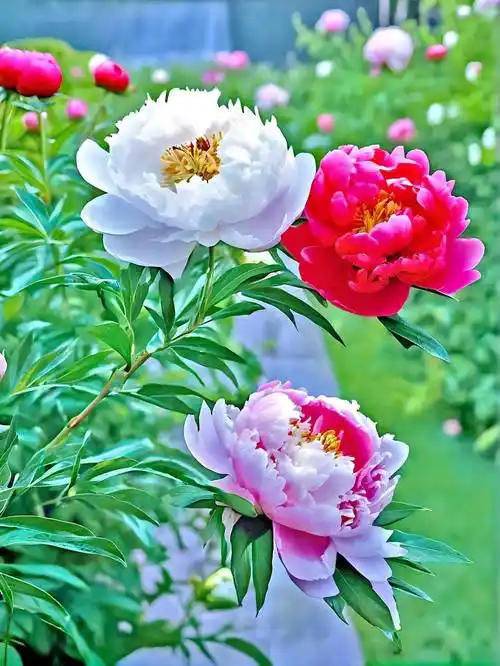 静赏美景,心归宁静:与花共舞,远离尘世纷扰