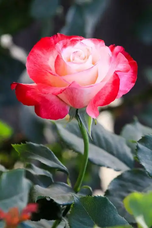 1500_2250竖版 竖屏