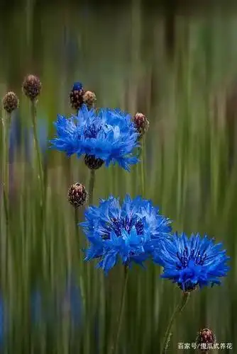 梦幻,稀有的蓝色与鲜花的组合:蓝色系鲜花盘点