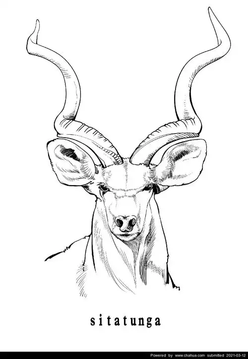 米哦米的插画作品 - 羚羊 - 插画中国 - www.chahua.org