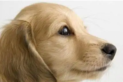 1994年属狗人一生婚姻没有想象中那么美好,还是有很多小问题的,不过都