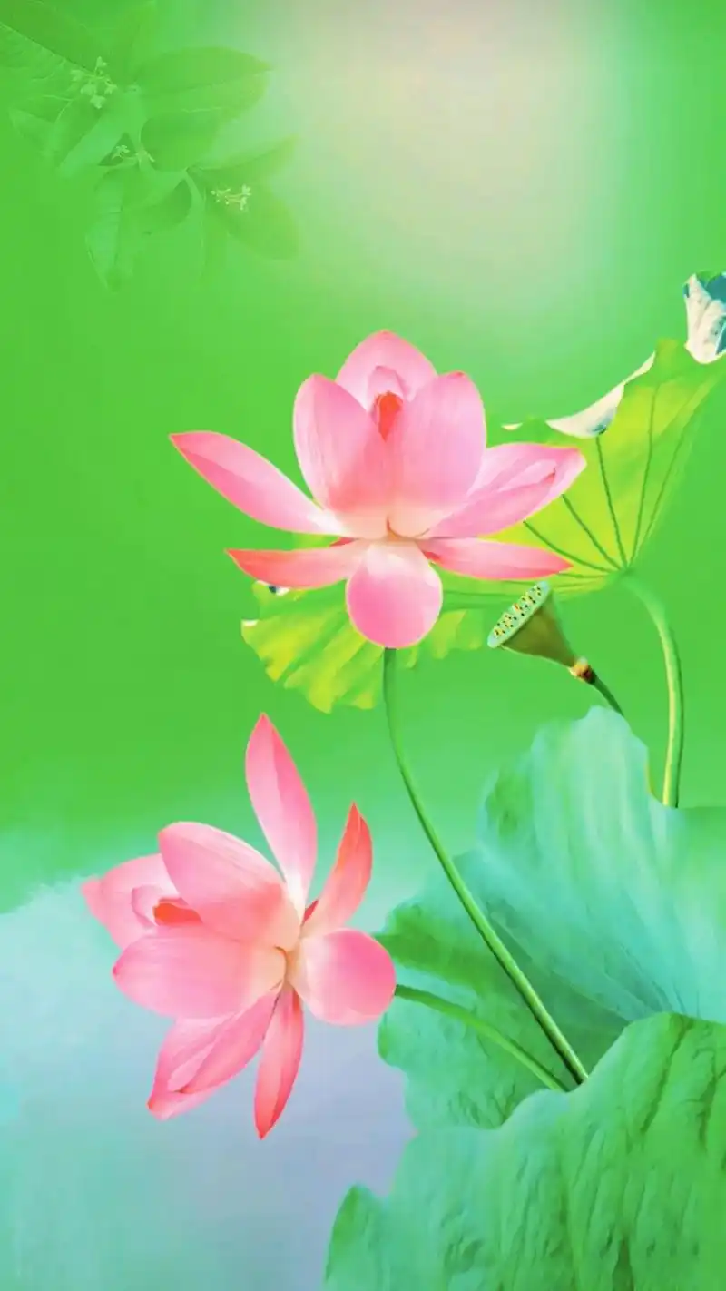 荷花也是花,寓意好运连连,和和美美,和气生财,好运常相伴.荷 - 抖音