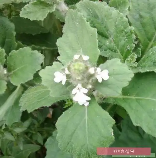 白毛夏枯草为唇形科植物筋骨草的全草,白毛夏枯草别名筋骨草,夏枯草