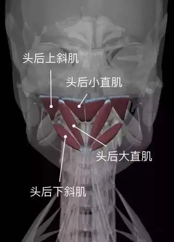 瑜伽解剖知识|每天6分钟了解人体