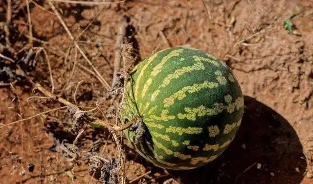 在沙漠里看到西瓜千万别去摘有游客不听劝刚下手就后悔了