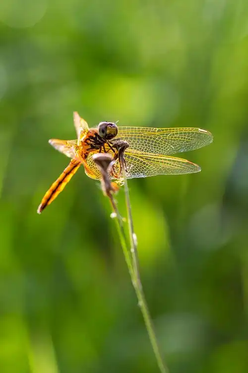 自然生态之美-薄翅蜻蜓