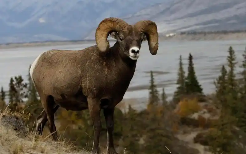 温驯可爱的山羊桌面壁纸下载 第三辑高清大图预览1920x1200_动物壁纸