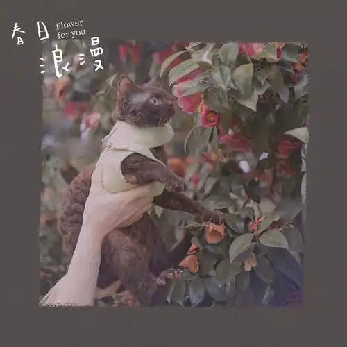 猛虎蔷薇颤颤巍巍的琴酒与山茶