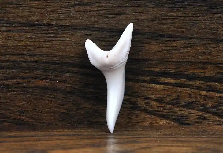 泰国鲨鱼牙齿吊坠男女个性配饰东南亚创意首饰品diy 项坠