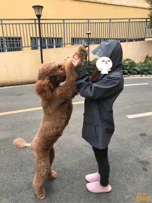 人形泰迪,泰迪plus,巨型贵宾犬特价出售!