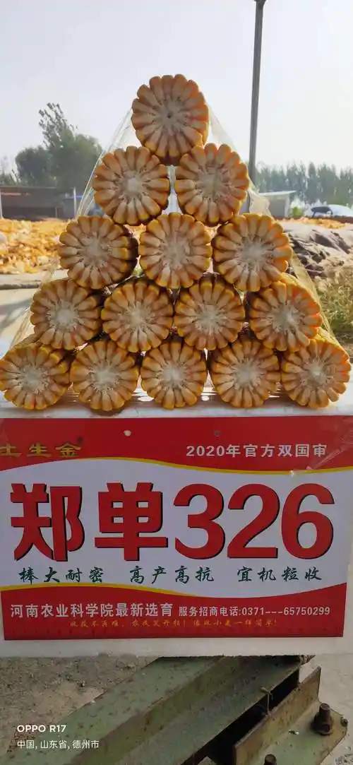 中国红轴,长籽,筒形抗倒王玉米郑单326隆重上市!