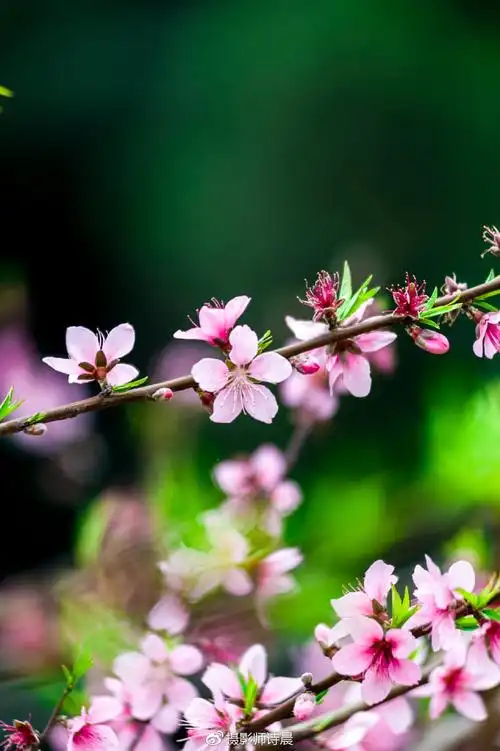 踏青赏花正当时,相约翁源最美桃花季水墨桃花
