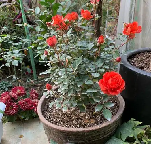 新品阳台盆栽月季,植株低矮,全年群开,好看又好养,很值得入手