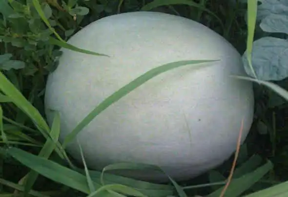 这种瓜在中国有千年历史能存放大半年瓜肉可自己变成蜜汁