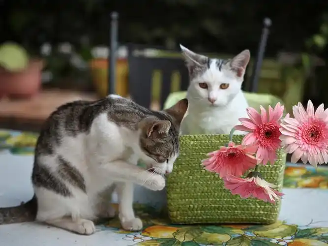 两只小猫,粉红色的花朵,非洲菊 壁纸 - 1600x1200