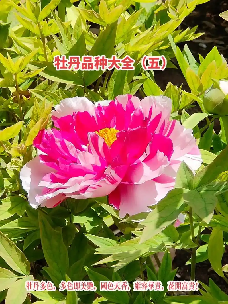 牡丹品种大全(五)·牡丹多彩艳压群芳!