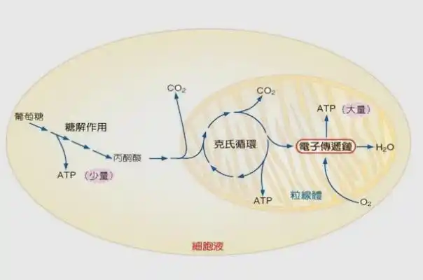 有氧呼吸的三个阶段有氧呼吸的三个阶段有氧呼吸三个阶段