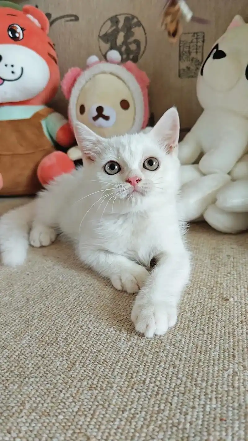 纯白英短.英短纯白色弟弟 英短纯白 包子脸萌萌哒,活泼可爱粘 - 抖音