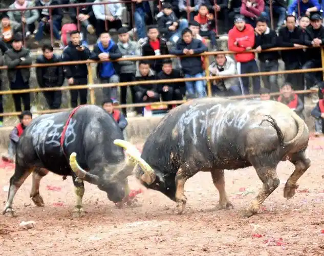 牛年说牛(12)贵州斗牛(老顽童特别制作2021.2.16资料来自网络)