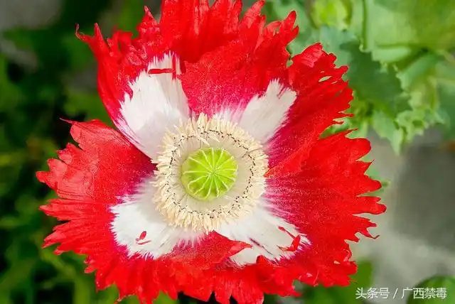 罂粟美丽却邪恶的罂粟花