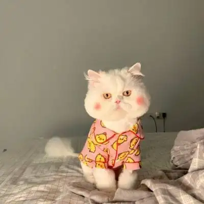 个性时尚萌宠猫咪女生头像最新可爱小猫很好看很精致宠物头像