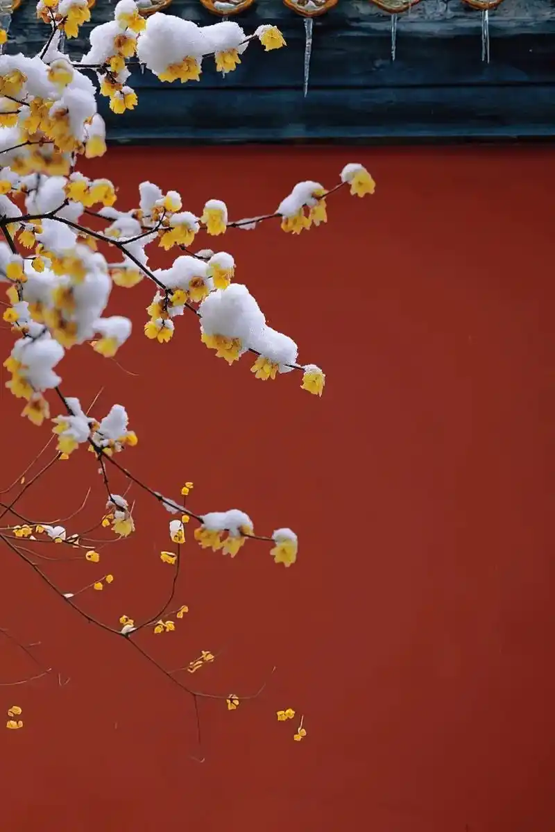 应该没有人能拒绝故宫的腊梅吧.