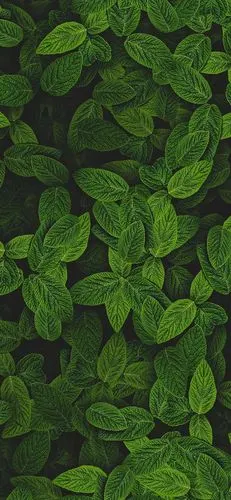 分享一波绿色的壁纸