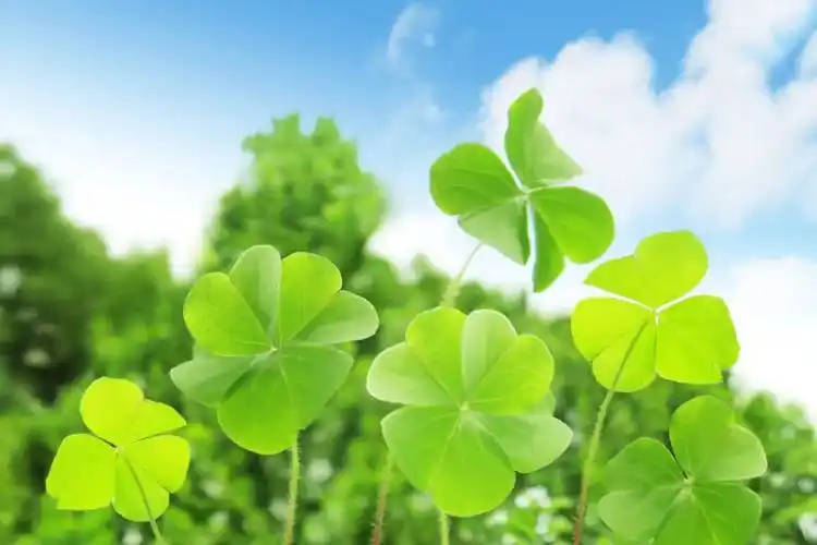 七度尚品|春天送你一棵幸运草