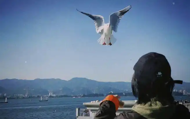 谭松韵海边背影随拍##谭松韵与海鸥随拍