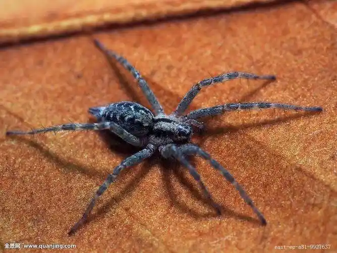世界上最致命的蜘蛛漏斗网蜘蛛红色毒牙高清图 但兔子竟然不怕它