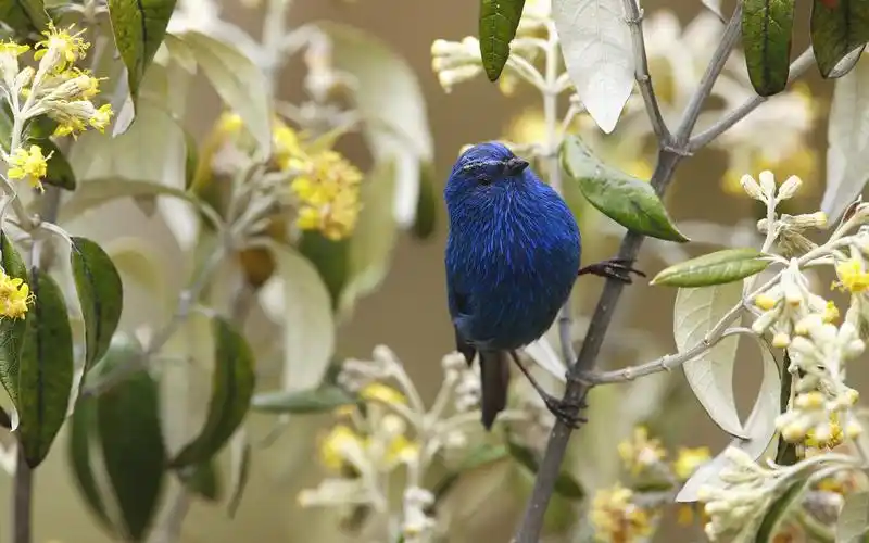 世界各地动物宽屏壁纸精选 第二辑