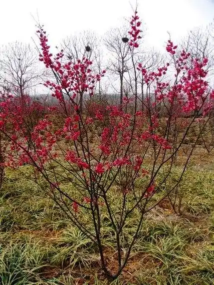 长景园林常年批发供应朱砂梅,主要规格有一二年生的