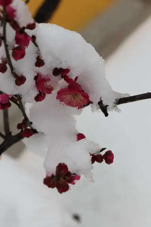 雪与梅