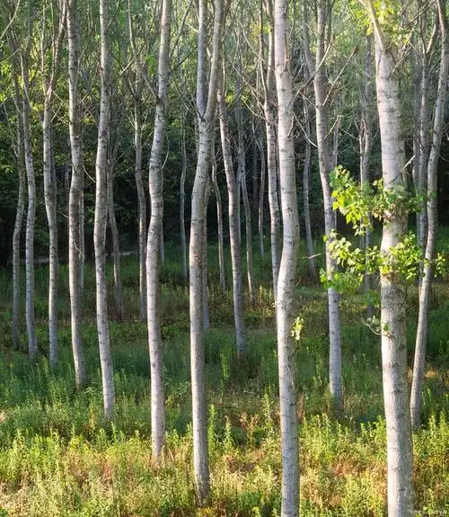 白杨的冷知识:自然的秘密语言