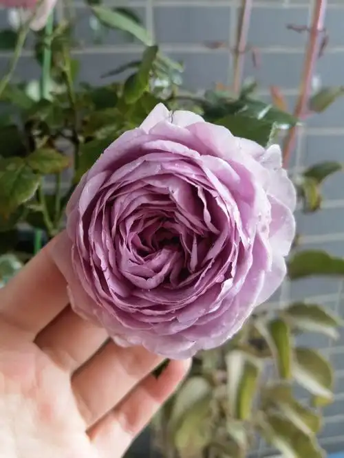 月季品种40蓝色风暴