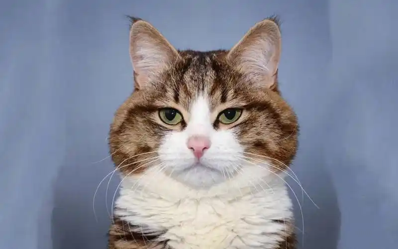 可爱猫咪搞笑表情,高清图片,动物壁纸-回车桌面