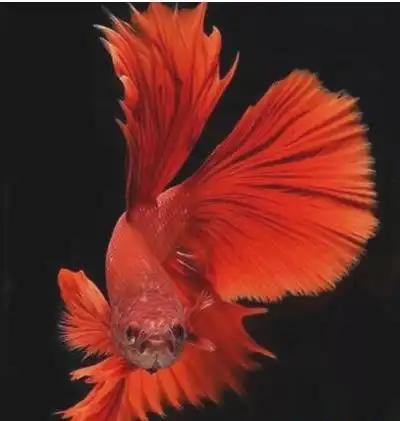 世界上最美的鱼,五彩搏鱼色彩艳丽,游动时像衣袂飘飘的仙子