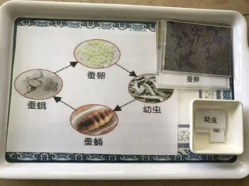 【蒙b3班班本故事】你好,蚕宝宝——初见蚕宝宝